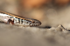 Spotted-Neck Snake-Eyed Skink photo 2