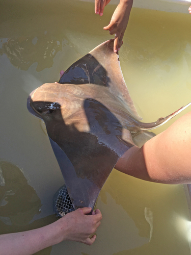 Representative image of Myliobatidae