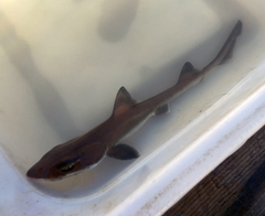 Mustelus henlei