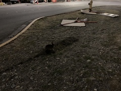 Sylvilagus floridanus