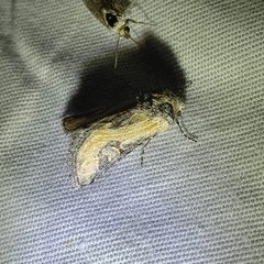 Crimona pallimedia