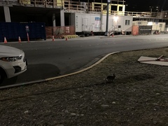 Sylvilagus floridanus