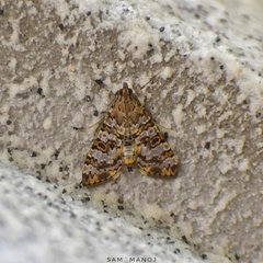 Dysallacta negatalis