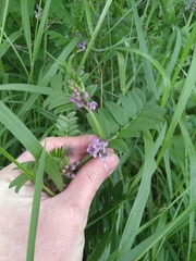 Vicia sepium