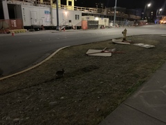 Sylvilagus floridanus