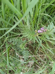 Vicia sepium