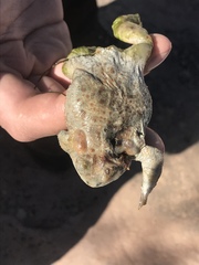 Anaxyrus microscaphus