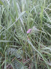 Vicia sepium