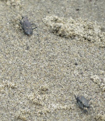 Cicindela haemorrhagica