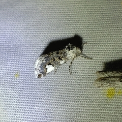 Tristyla alboplagiata