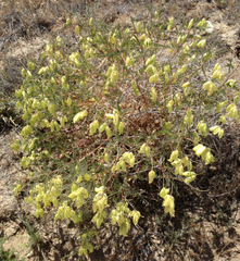 Astragalus douglasii perstrictus