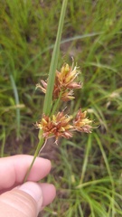 Rhynchospora indianolensis