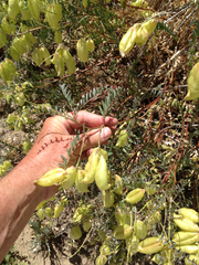 Astragalus douglasii perstrictus