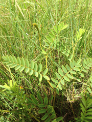Tephrosia virginiana