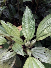 Miconia tococa