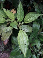 Miconia tococa