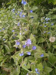 Pentaglottis sempervirens