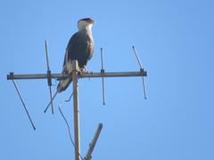 Caracara plancus
