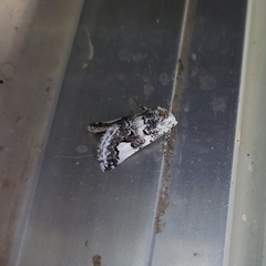 Tristyla alboplagiata