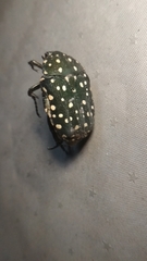 Protaetia niveoguttata