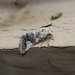Tristyla alboplagiata