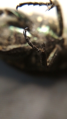 Protaetia niveoguttata