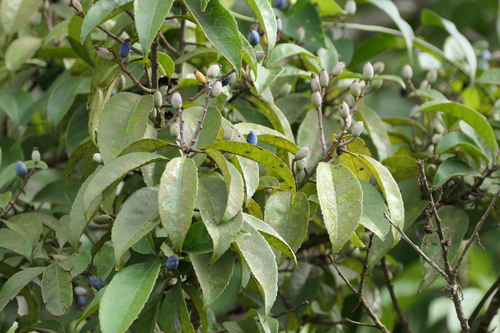 Symplocos racemosa observed 2024-05-29