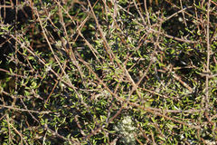 Olearia bullata