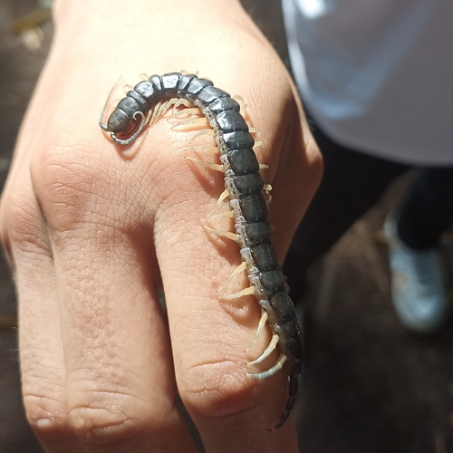 Photo of Florida Blue Centipede (Scolopendra viridis)