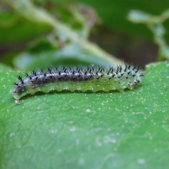 Periclista