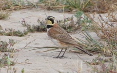 Eremophila alpestris insularis