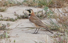 Eremophila alpestris insularis