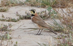 Eremophila alpestris insularis