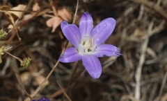 Brodiaea jolonensis