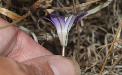Brodiaea jolonensis