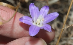 Brodiaea jolonensis