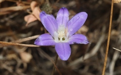 Brodiaea jolonensis