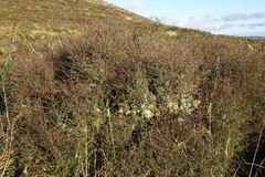 Olearia bullata