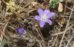 Brodiaea jolonensis