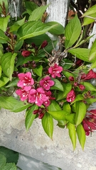 Weigela floribunda