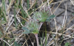 Trifolium macraei