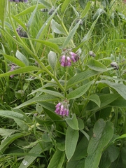 Symphytum officinale