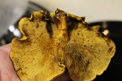 Gymnopilus junonius
