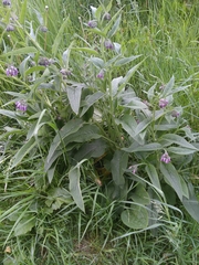 Symphytum officinale