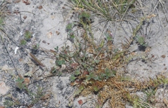 Trifolium macraei