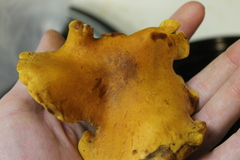 Gymnopilus junonius