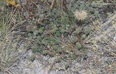 Trifolium macraei