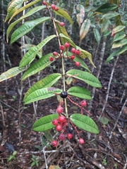 Myrcia fenestrata