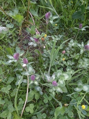 Trifolium pratense