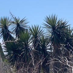 Yucca capensis